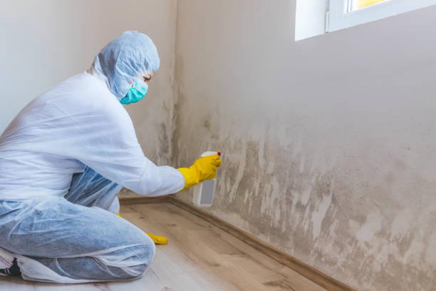 Licensed Mold Inspection And Testing service in Honor, MI - 24 Hour Mold Removal