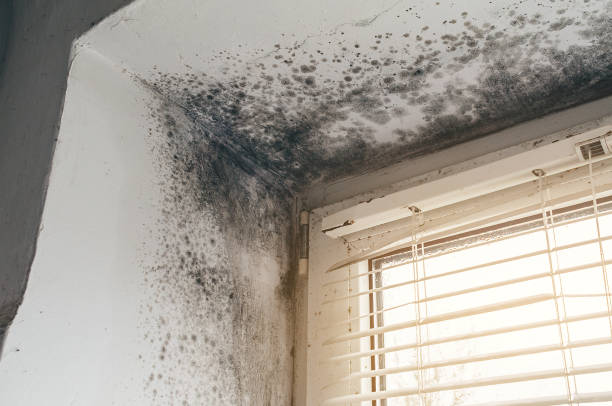 Affordable Mold Inspection And Testing solutions in Honor, MI