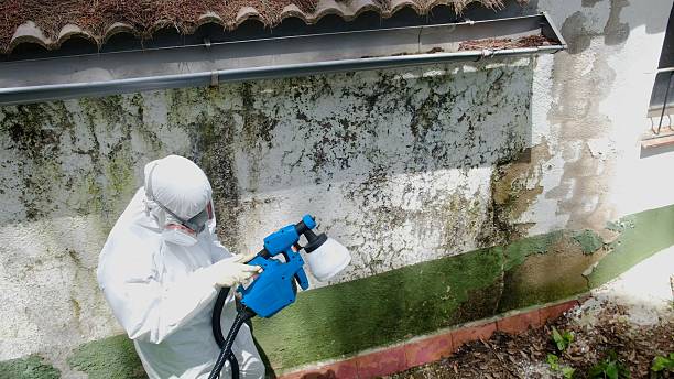 Top rated local Mold Inspection And Testing specialists in Honor, MI